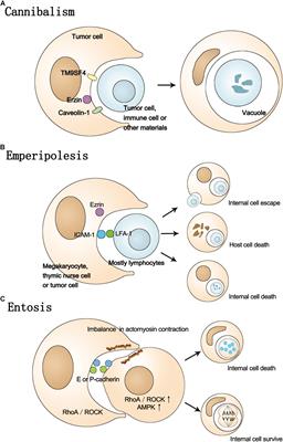 Cell-in-Cell Phenomenon and Its Relationship With Tumor Microenvironment and Tumor Progression: A Review